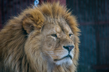 Lion in the zoo. Close-up.