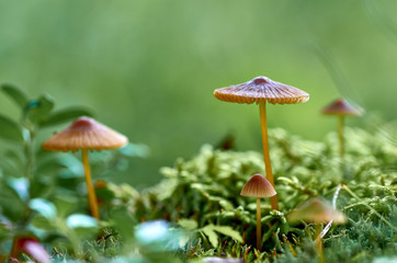 mushrooms and moss