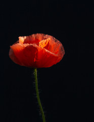 Red poppy flower on black background.