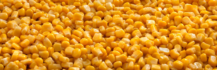 Corn background and texture. Yellow seeds. Panorama.