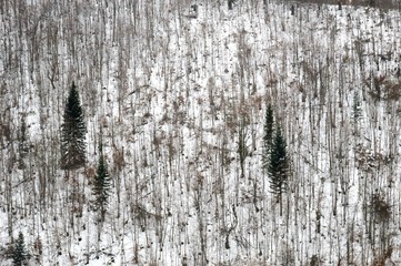 Obraz premium winter mountain landscape with snow
