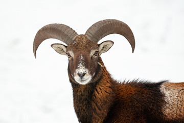 Close-up of curious young mouflon, ovis musimon, looking to camera in wintertime with snow in background. Horizontal portrait of wild mammal with curved horns in cold weather.