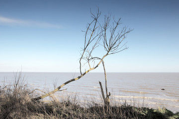 tree against the sea