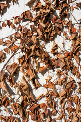 autumn leaves background