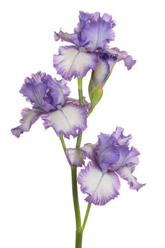 iris flower isolated