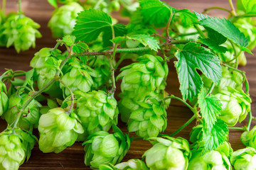 Fresh green hops on a wooden table.