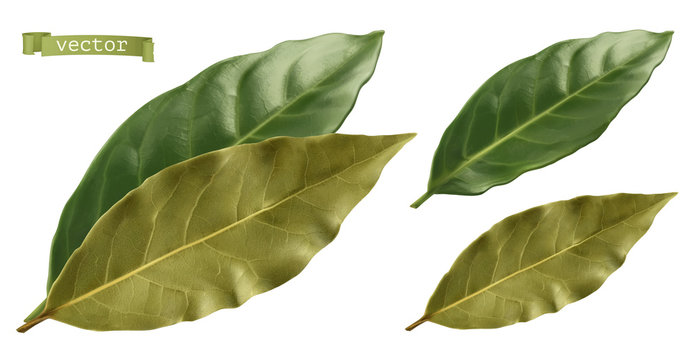 Bay leaf. 3d realistic vector