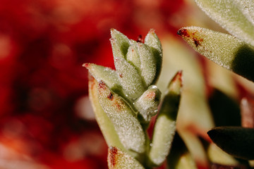 Red tipped succulent in hard light