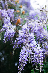 flowering climbing plants Wisteria, purple bunches of flowers