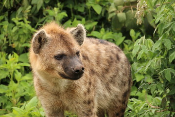 Wild Hyena caught while pondering on a Safari in Aberdare National Park (Kenya)