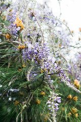 flowering climbing plants Wisteria, purple bunches of flowers