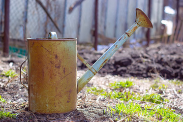 An old iron watering can stands on the ground in a garden. Spring concept.