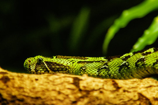 snake on a tree, green snake 