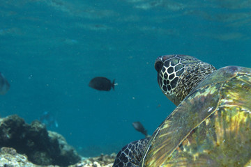 sea turtle