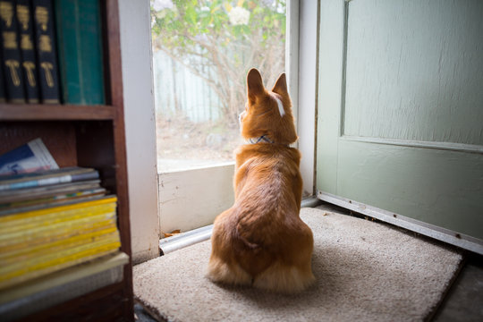 Sudo, the corgi dog, looks outside in a small beach cabin in Salmon Creek, on the Northern California Coast.