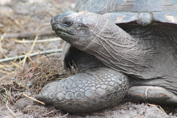 Obraz premium Tortue terrestre des Seychelles