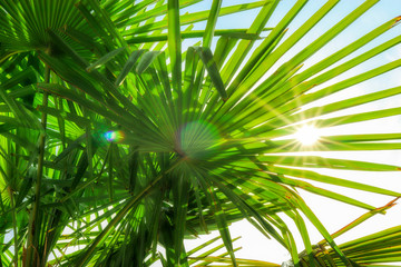 Obraz na płótnie Canvas tropical palm leaf background, coconut palm trees perspective view. Background of palm leaves and sun on blue sky. Concept: summer, vacation, exotic