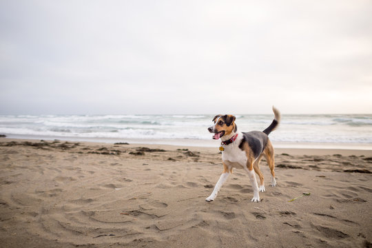 A dog on a beach