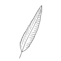 single hand drawn feather in doodle style in vector