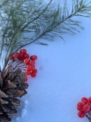 pine tree with cones and red berries