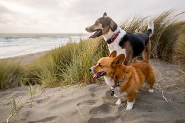 Two dogs on the beach in the dunes at Bodega Bay, California.