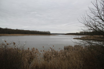 Peaceful landscape with many birds on a lake