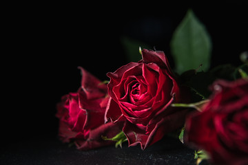 Fototapeta premium Close up photo of beautiful red roses with a dark background. Valentines Love concept. 