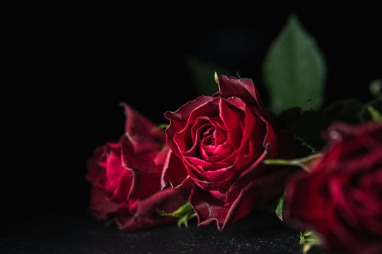 Close up photo of beautiful red roses with a dark background. Valentines Love concept. 