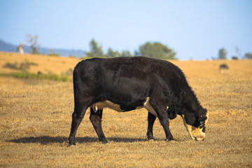 Bulle auf der Weide in Kalifornien, USA