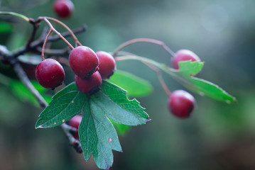 Fruit of the hawthorn, Crataegus, macro photo of the fruit of the hawthorn, Crataegus, in autumn...