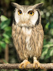 Close-up view of Northern white-faced owl sitting on a tree branch