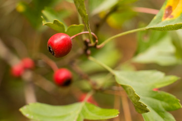 Fruit of the hawthorn, Crataegus, macro photo of the fruit of the hawthorn, Crataegus, in autumn warm light, Red Berries