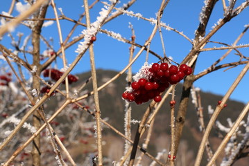 Gefrorene Rote Beeren auf Strauch.