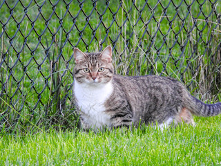 Grey Tabby with white bib