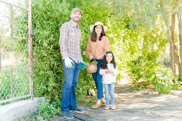 Fototapeta premium Smiling Family Harvesting Tomatoes In Garden