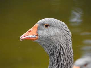 Greylag Goose in Profile