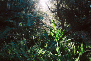 Ferns backlit in an oak forest