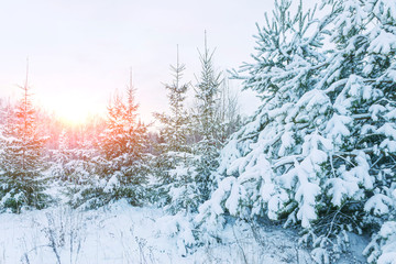 Winter landscape at sunset. Christmas trees in the snow.