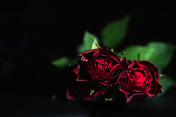 Close up photo of beautiful red roses with a dark background. Valentines Love concept. 