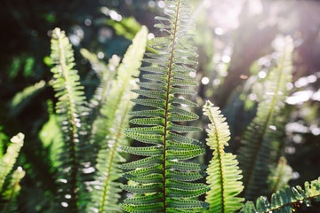 Ferns backlit in an oak forest