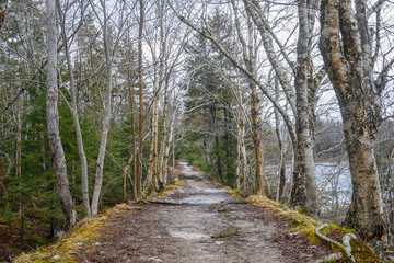 Path in winter deep forest. with trees and a lake