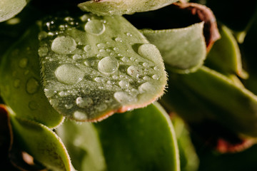 Red tipped succulent in hard light