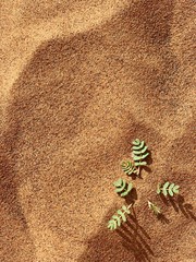 Green plant in sand in the middle of the desert