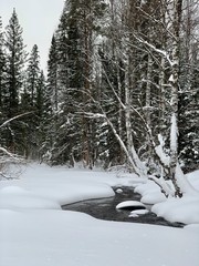 Cold winter forest with snow and river