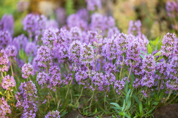 Thyme (Thymus)
