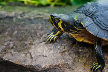 Close up of turtle resting on rock