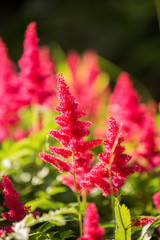 Flowers red astilbe