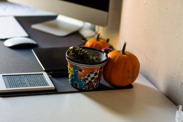 Colored pumpkin and flowerpot at designer workplace