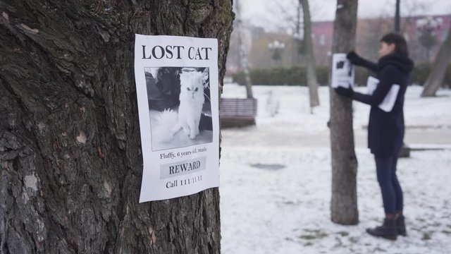 Blurred Caucasian woman hanging missing cat ads on trees, one advertisement is on the foreground. Young girl searching for lost pet. Loss, despair, search. Focus on the foreground.