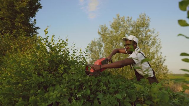 Afroamerican gargener cutting top of hedge.
